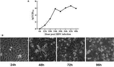 Infectious bursal disease virus replication is inhibited by avain T cell chemoattractant chemokine CCL19